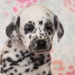 Anna - Dalmatian puppy in Cottage Grove, Oregon from Hidden Hills Dalmatians