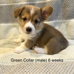 Green Collar (boy) - Sable Pembroke Welsh Corgi puppy in Paris, Kentucky from Laurel Glen Farm Corgis