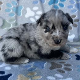 Boy 3 - Blue merle male Australian Shepherd puppy in Oklahoma from DRB Dachshunds