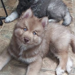 Boy 1 - Red and white male Siberian Husky puppy in Savannah, Georgia from Stacy's Siberian Huskies
