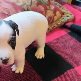 Muffin - Tri-color female Jack Russell Terrier puppy in London, Kentucky from Whitehouse Jack Russells