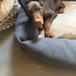 Red girl - Red and rust female Doberman Pinscher puppy in Mc Cook, Nebraska from Morningstar Kennel