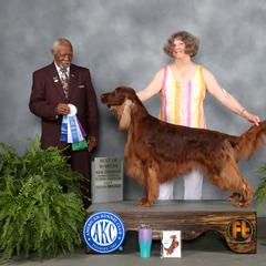 Irish Setter Puppies from Maxwell Irish Setters