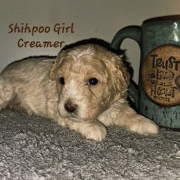 Creamer - White female Shihpoo puppy in Lincolnton, North Carolina from Cuddable Pups