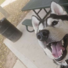 Demon - Siberian Husky