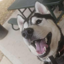 Demon - Siberian Husky