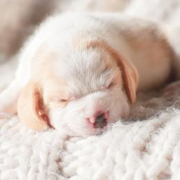 Meringue - Red and white female Beagle puppy in Caldwell, Ohio from Folklore Kennel