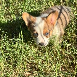 Robin - Sable male Pembroke Welsh Corgi puppy in Millsap, Texas from Punchy Pembroke Ranch