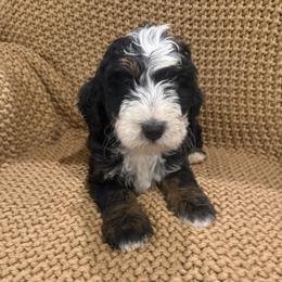Boy 4 - Tri-color male Bernedoodle puppy in Churchill County Fallon, Nevada from Card Family Ranch