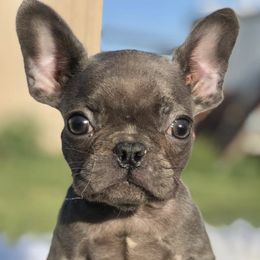 French Bulldogs from Cali Frenchies
