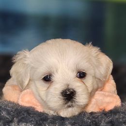 Brown boy - White and buff Bichon Frise puppy in Lavon, Texas from Sissy’s Heavenly Paws