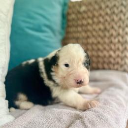 Toblerone - Blue merle male Australian Shepherd puppy in Kentland, Indiana from Pine Grove Aussies