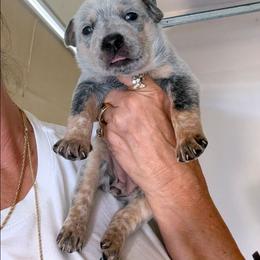 Girl 2 - Blue mottled female Australian Cattle Dog puppy in Choctaw, Oklahoma from Karen Elliott