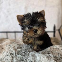 Bitty - Black and gold female Yorkshire Terrier puppy in Luray, Tennessee from Little Angel Yorkies