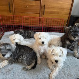 Miniature Schnauzer puppies from Sweet and Spicy Miniature Schnauzers