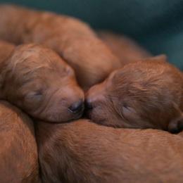 Ruby Gillis - Red  female Poodle puppy in Bauxite, Arkansas from Mountain Ridge Poodles
