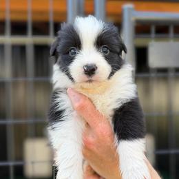 Mischief - Black and white female Border Collie puppy in Kalispell, Montana from North Fork Border Collies