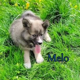 Melo - male Nenets Herding Laika puppy in Rockville, Maryland from Skais the Limit