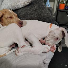 French Bulldog and Great Dane Puppies from Doyle’s Royal K9