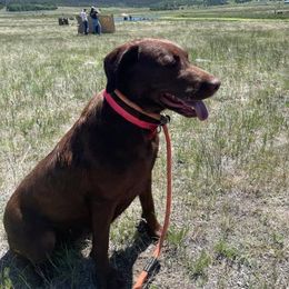Labrador Retrievers from Triple Command Kennels