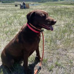 Labrador Retrievers from Triple Command Kennels