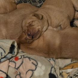 Girl 3 - Yellow female Labrador Retriever puppy in Lenore, Idaho from Sunny Skies Retrievers
