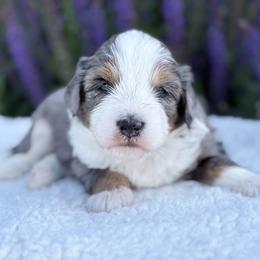 Indie - Blue merle female Bernedoodle puppy in Fleming, Colorado from Vandenbark Doodles