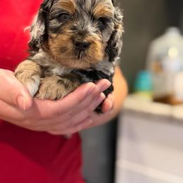 Atlas - Merle male Cockapoo puppy in Colorado Springs, Colorado from Garrett Doodles
