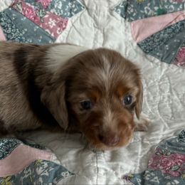 Dachshund Puppies from Mini Me Miniatures