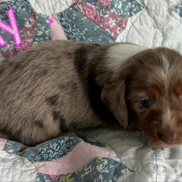 Dachshund Puppies from Mini Me Miniatures