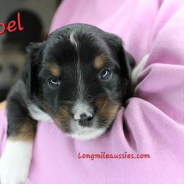 Noel BTM2 - Black tri male Miniature Australian Shepherd puppy in Elgin, Oregon from LongMile Aussies