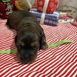 Red male green collar - Sable male Dachshund puppy in Pleasant Plains, Arkansas from JGBs Dachshunds