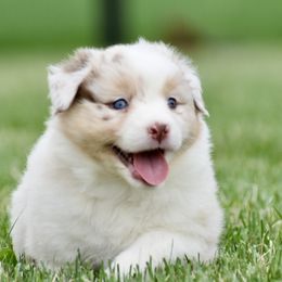 Sunshine - Red merle Australian Shepherd puppy in Denton, Maryland from Oak Haven Aussies