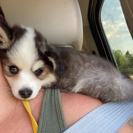 Pomsky Puppies from VooDoux Farms