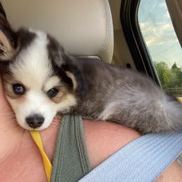 Pomsky Puppies from VooDoux Farms