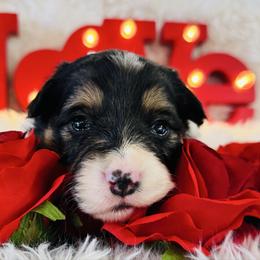Coco - Black and tan female Pembroke Welsh Corgi puppy in Muldrow, Oklahoma from Dean’s Rustic Ranch Corgis and Horses