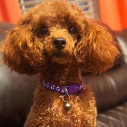 Poodle puppies from Pawfect Soul Puppies