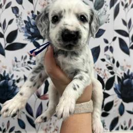 Moon Shoes - White and black male Dalmatian puppy in Gray, Georgia from Fuller Spots