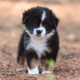 Wendy - Black tri female Miniature American Shepherd puppy in Mineola, Texas from Southern Star Miniature American Shepherds