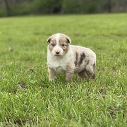 Frito - Red merle male Australian Shepherd puppy in Argyle, Iowa from Country Time Kennels