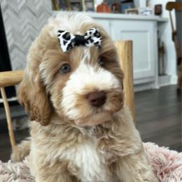 Expo - Caramel cream female Labradoodle puppy in Camden, North Carolina from Oopsie Doodles of NC