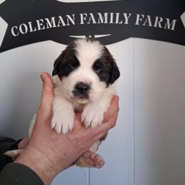Queen Mary - White and brown female Saint Bernard puppy in Kinsman, Ohio from Coleman Saint Bernards of Ohio