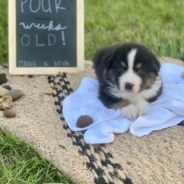 Australian Shepherd Puppies from Aussome Okie Aussies