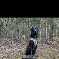 Labrador Retriever All Grown Up from Wicked Flyer Retrievers