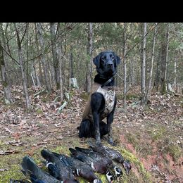 Labrador Retriever All Grown Up from Wicked Flyer Retrievers