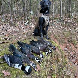 Labrador Retriever All Grown Up from Wicked Flyer Retrievers