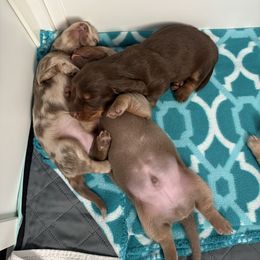 Dachshund Puppies from Andrepont Dachshunds