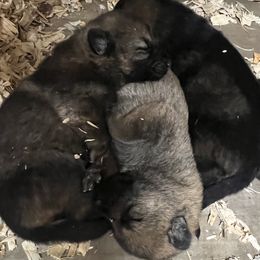 Anne - Sable female German Shepherd puppy in Sierra Vista, Arizona from KnightWatch K-9