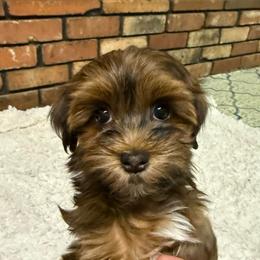 Girl 1 - Red female Havanese puppy in Greeley, Colorado from Just be Havanese
