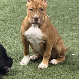Sexy red - Red female American Bully puppy in Dallas, Texas from Manuia Kennels